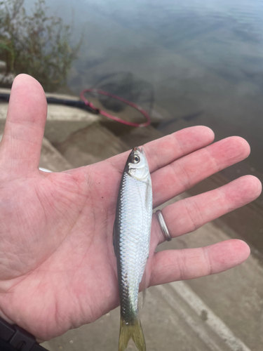 オイカワの釣果