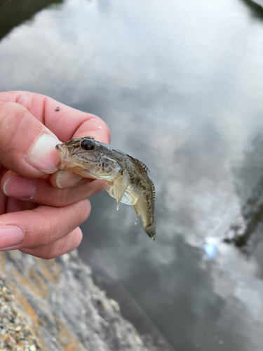 ハゼの釣果