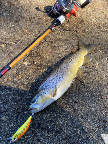 ブラウントラウトの釣果