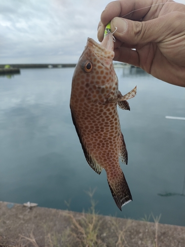 オオモンハタの釣果