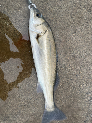 スズキの釣果