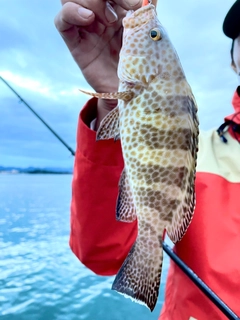 オオモンハタの釣果