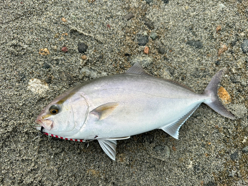 カンパチの釣果