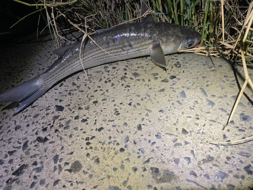 ヒラスズキの釣果