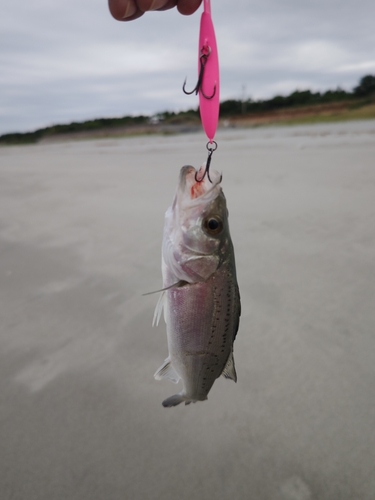 セイゴ（ヒラスズキ）の釣果