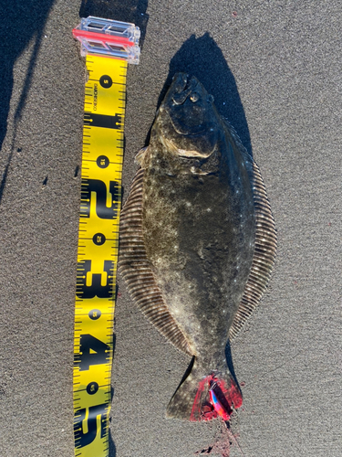 ヒラメの釣果