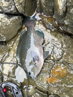 グレの釣果