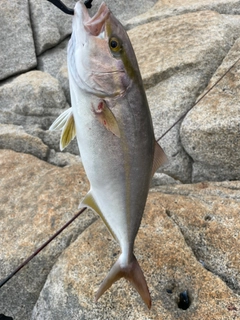カンパチの釣果