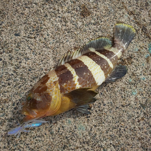 アオハタの釣果