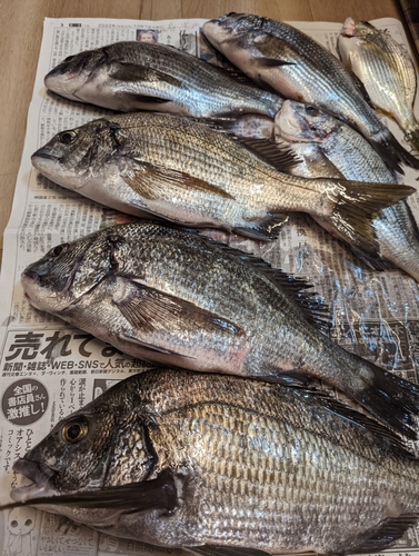 クロダイの釣果