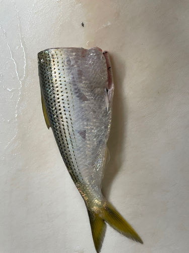 コノシロの釣果