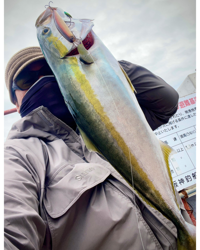 メジロの釣果