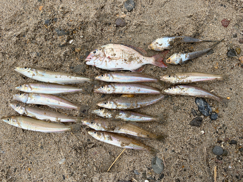 シロギスの釣果