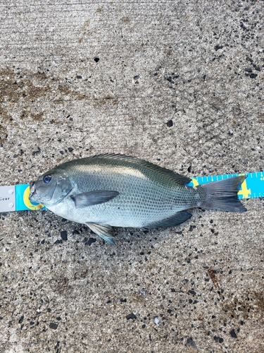 クロの釣果