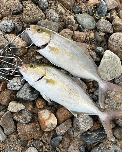 カンパチの釣果