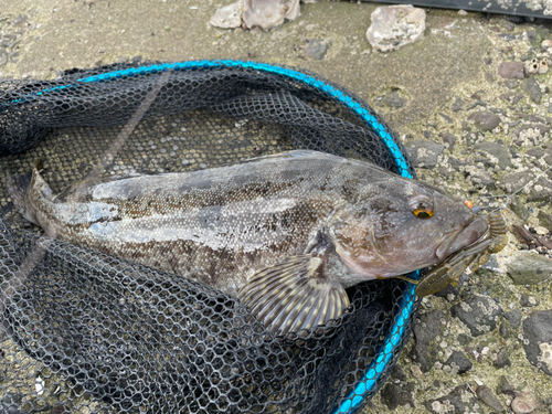 アイナメの釣果