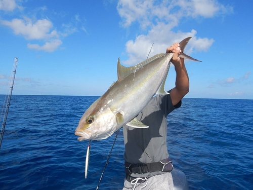 ヒレナガカンパチの釣果