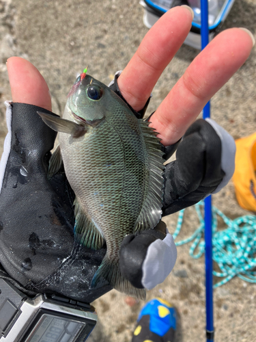 メジナの釣果