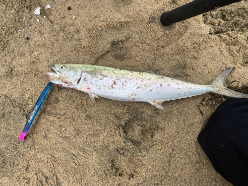 サワラの釣果