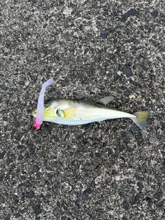 シロサバフグの釣果