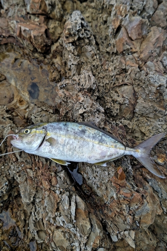 ショゴの釣果