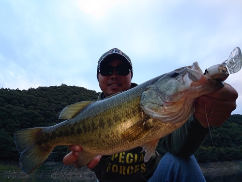 ブラックバスの釣果