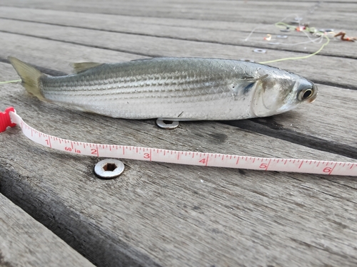 ウグイの釣果