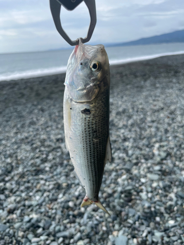 コノシロの釣果