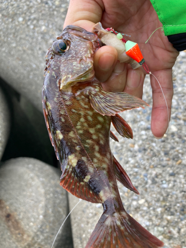 ガシラの釣果