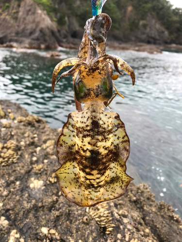 アオリイカの釣果