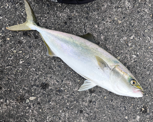 ハマチの釣果