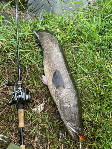 ライギョの釣果