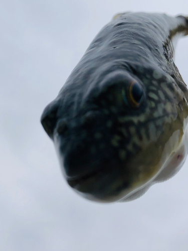 ショウサイフグの釣果