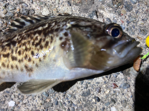 クロソイの釣果