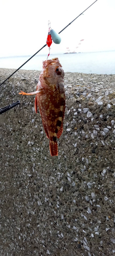 カサゴの釣果