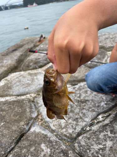 クロメバルの釣果