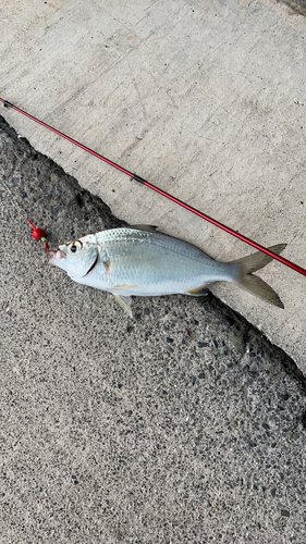 タイの釣果