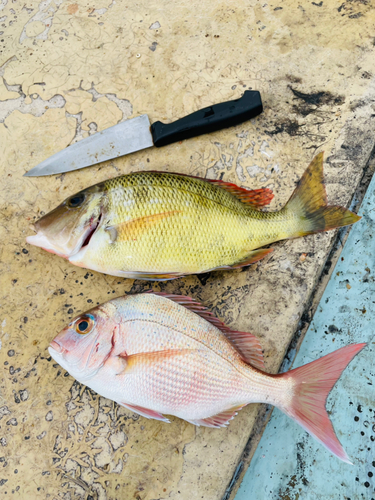 マダイの釣果