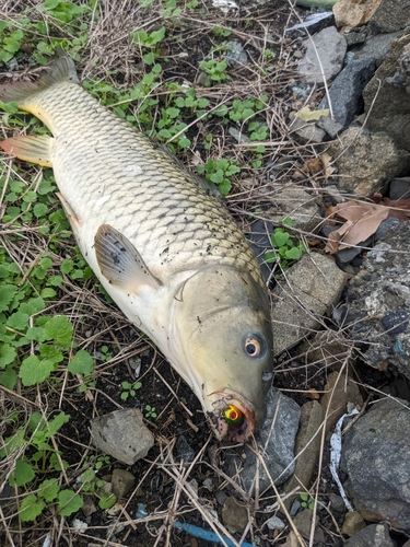 コイの釣果