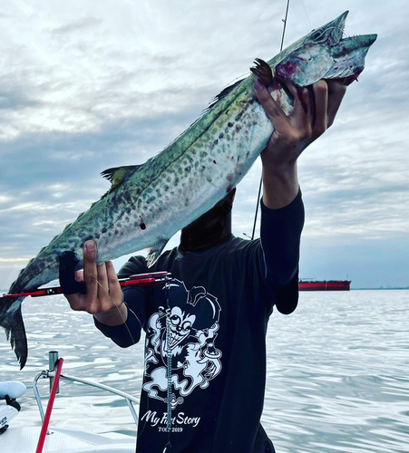 サワラの釣果