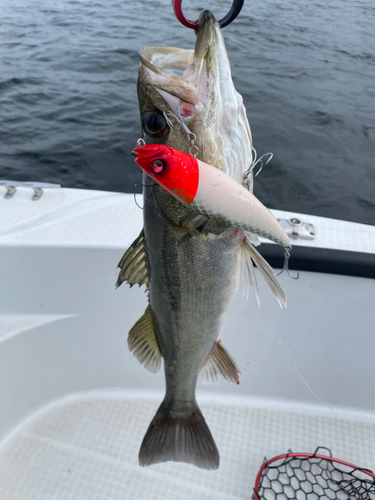 シーバスの釣果