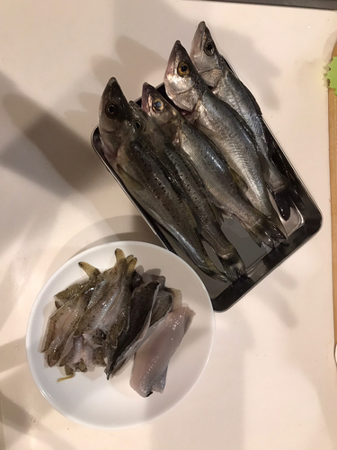 セイゴ（マルスズキ）の釣果