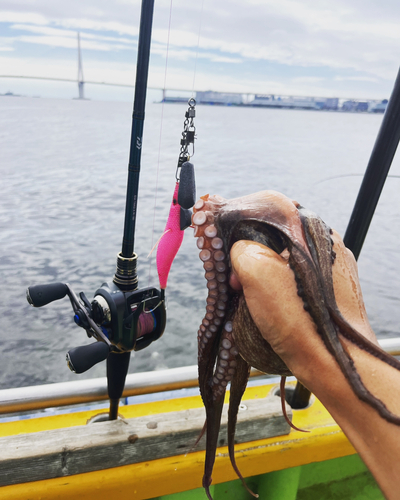 タコの釣果