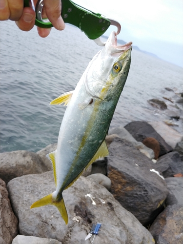 ヤズの釣果