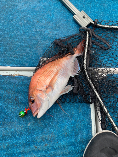 マダイの釣果