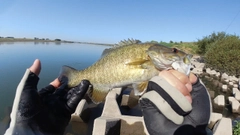 スモールマウスバスの釣果