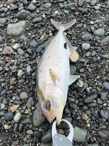 ショゴの釣果