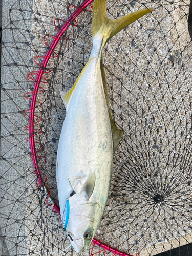 ヤズの釣果