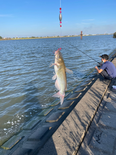 アメリカナマズの釣果