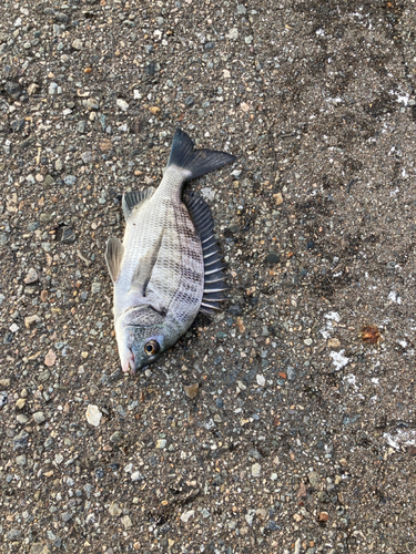 クロダイの釣果